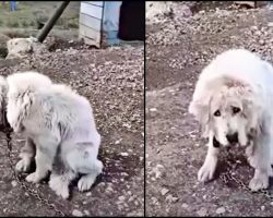 Elderly Dog Felt Worthless And Hung Her Head In Shame, Woman Begged Her To Look