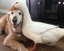 Dog & Duck Who Started Off On The Wrong Foot Somehow Become Inseparable Friends
