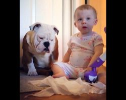Loyal Dog Won’t Snitch On Her Baby Sister Even When Mom Puts Her Under Pressure