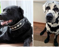 Man Was Boggled When His Healthy Black Labrador Began Turning White