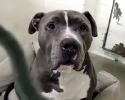 Family Moves Away & Dumps Dog At High-Kill Shelter, Dog Won’t Eat & Keeps Crying