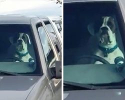 Grumpy Dog Annoyed At Dad For Leaving Him In The Car Starts Honking Impatiently