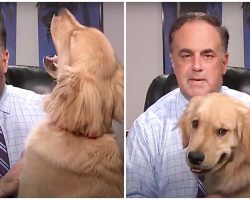 Hungry Golden Begs For Snacks & Sabotages His Weatherman Dad’s Forecast