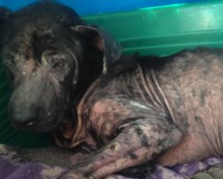 Dog Left To Fend For Himself On The Street Without The Skills Needed To Survive