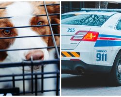 Woman Locks Dog In Cage & Starves Her To Death Because She’s “Too Busy”