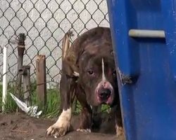 Pit Bull Pelted With Rocks By Kids Hid Behind Trash Cans Afraid Of It All
