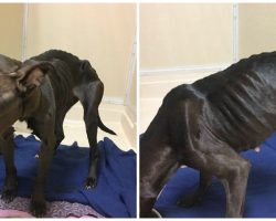 Owner Lets His Grossly Emaciated Female Terrier Mix Roam The Streets Alone