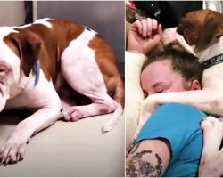 Petrified Pit Bull In Loud Shelter, Clung-On Tight & Won’t Let Her Go