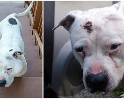 Pit Bull Was Shot In The Head, Staggered Up To Someone’s Home To Ask For Help