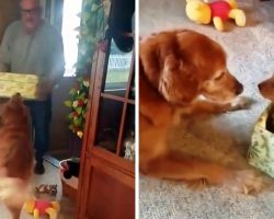 Dog Lost His Beloved Doggie Sister So Dad Decided To Cheer Him Up On Christmas