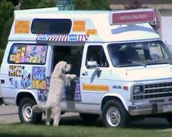Dog “Loses It” When He Hears The Ice Cream Truck & Bolts Down The Street Alone