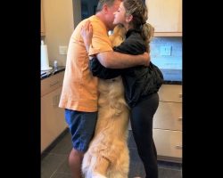 Dog Overcome With Jealousy When People Hug Without Him So He Forces Himself In