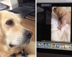 Dog Sees Puppy Crying On Video & She Sobs As She Tries To “Comfort” The Puppy
