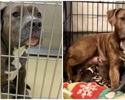 Shelter Dog Gives Birth Just Weeks After She Was Pulled From Euthanasia List