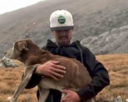 Dog Found On Mountain Reunited With Owners Thanks To Heroic Stranger