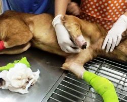 Man Who Chopped Off Dog’s Front Legs Gets Away With Just One-Month Jail-Time