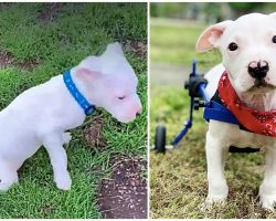 Evil Man Beat Puppy To A Pulp And Left Him Paralyzed On Side Of Road