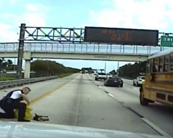 Cop Sees Dog Get Hit By Car Right In Front Of Him, Stops Immediately