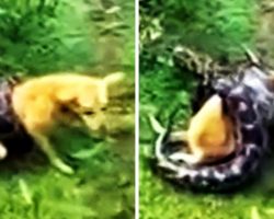 They Gulp In Fear As Python Starts Suffocating Dog, But Hero Dad Won’t Sit Back