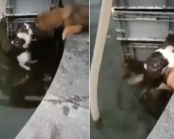 Cat Reaches For Help, Dog Jumps In Water To Save Her