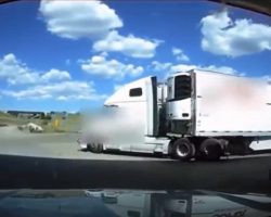 Cop Notices Tiny Dog Tied & Dragged Behind A Truck Pulling Out Of A Gas Station