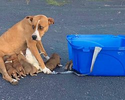 Dumped In A Parking Lot With Her 9 Babies, Mama Dog Did Her Best To Protect Them