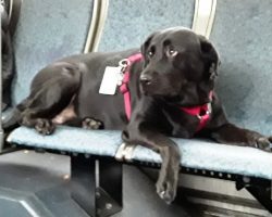 They Wondered Why The Dog Took The Bus All By Herself & Silently Sat On A Seat