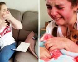 “Is He Really Mine?” – Sick Teen Bursts In Tears When She Gets Own Therapy Dog
