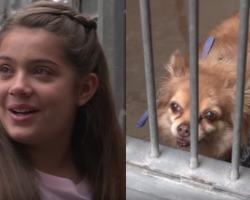 Girl Notices Old Dog At The Shelter And Walks Out To A Crowd Waiting For Her