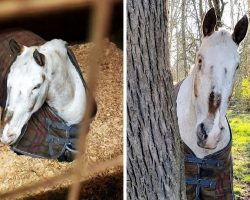 Horse’s Life Falls Apart When He Turns Blind & They Said He Should Be Put Down
