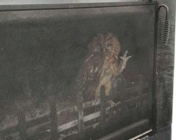 Family Looks At Their Fireplace, Sees An Owl Waving Back At Them