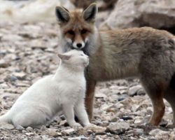 Fisherman Comes Across Fox And Cat Together Out In The Wild