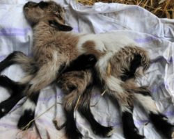 Farmer Comes Across A Newborn Baby Goat And Counts Eight Legs