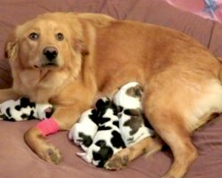 Abandoned Golden Retriever Gives Birth To ‘Cow’ Babies When Taken In