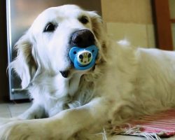 Dad Tries To Retrieve Pacifier From Dog But Finds Out Dog Is Too Attached To It