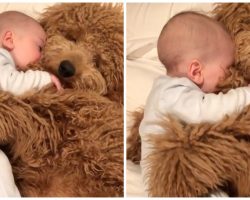 Infant Baby Falls Asleep In His Goldendoodle’s Paws & The World Falls In Love