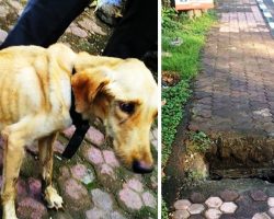 Dog Cries For Help From A Flooded Sewer After Owner Throws Her Down A Manhole