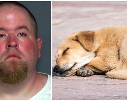 Man Stabs His Dog Over & Over, Leaves Her To Die In Puddle Of Her Own Blood