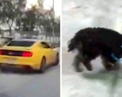 Tiny Dog Tossed Out Of Moving Car Gets Run Over By Van, He Hops In Pain & Prays