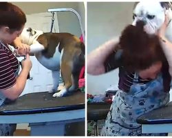 Bulldog Decides To Get Frisky With Groomer While She’s Clipping His Nails