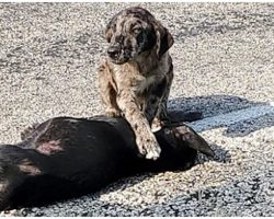 He Placed His Paw On Sister’s Dead Body, Guarding Her After She Was Hit By Car