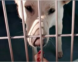 Woman Reached Into Misunderstood Dog’s Cage With A Snack & Onlookers “Gulped”