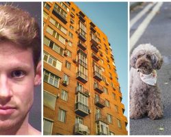 Man Nonchalantly Tosses His Two Dogs To Their Death From Fifth Floor Balcony