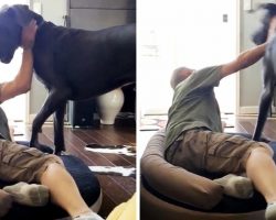 Man Steals Dog’s Bed. The Dog Tries To Get It Back But The Man “Grabs” His Neck