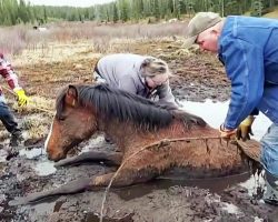 Depleted Horse Was Stuck In Mud For 5 Hours After Her Herd Left Her Behind