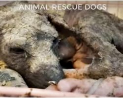Broken-Puppy Knew Nothing But Suffering Since The Day He Was Born