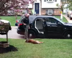 Jango The K9 Won’t Leave For Work Until Dad Rubs His Belly