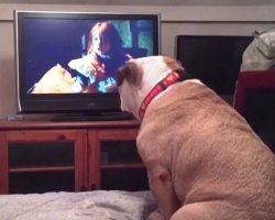 Bulldog Wants To “Save” The Little Girl In Horror Movie So She Must Take Action