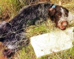 Old Dog Left Paralyzed After He Was Beaten Up & Thrown Away Like Piece Of Trash