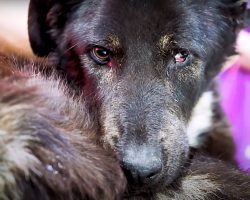 She Laid Alone In A Field With A Broken Jaw After Receiving A Blow To The Head